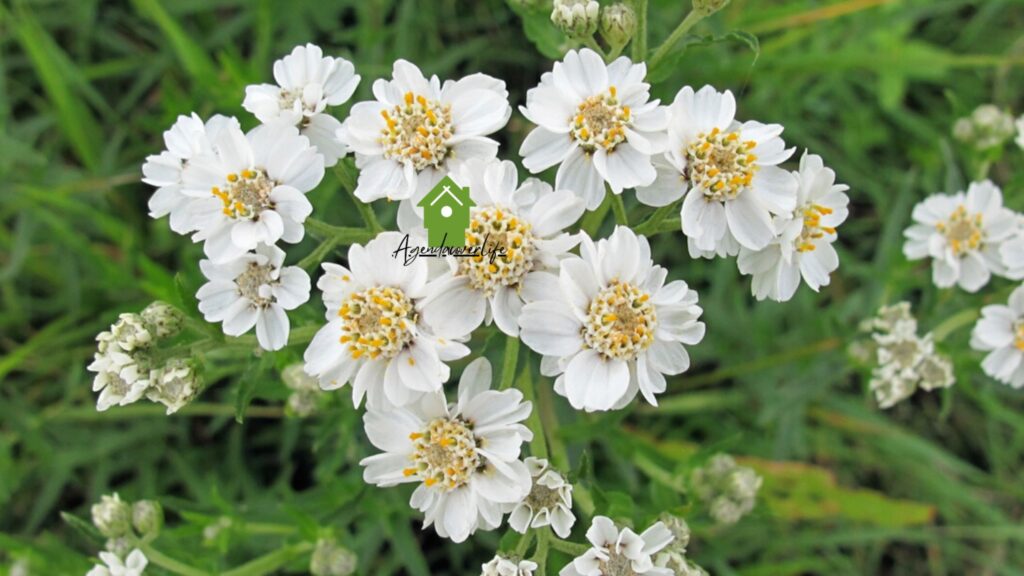 Famous 10 Petal Flowers