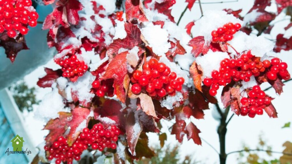 Viburnum Landscape Uses: Transform Your Outdoor Space