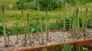 SPARGARDEN: Bringing Nature Closer to You